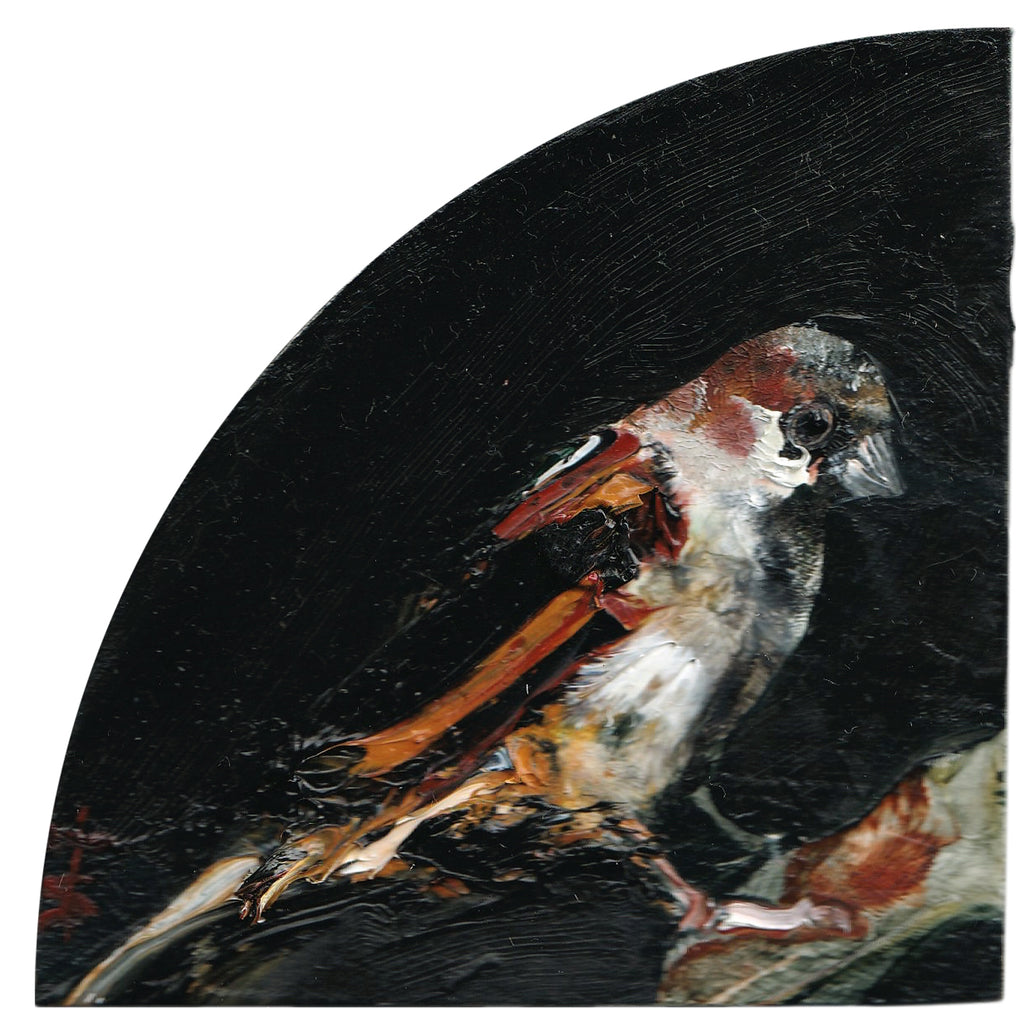 Sparrow Study 2 by Garth Steeper