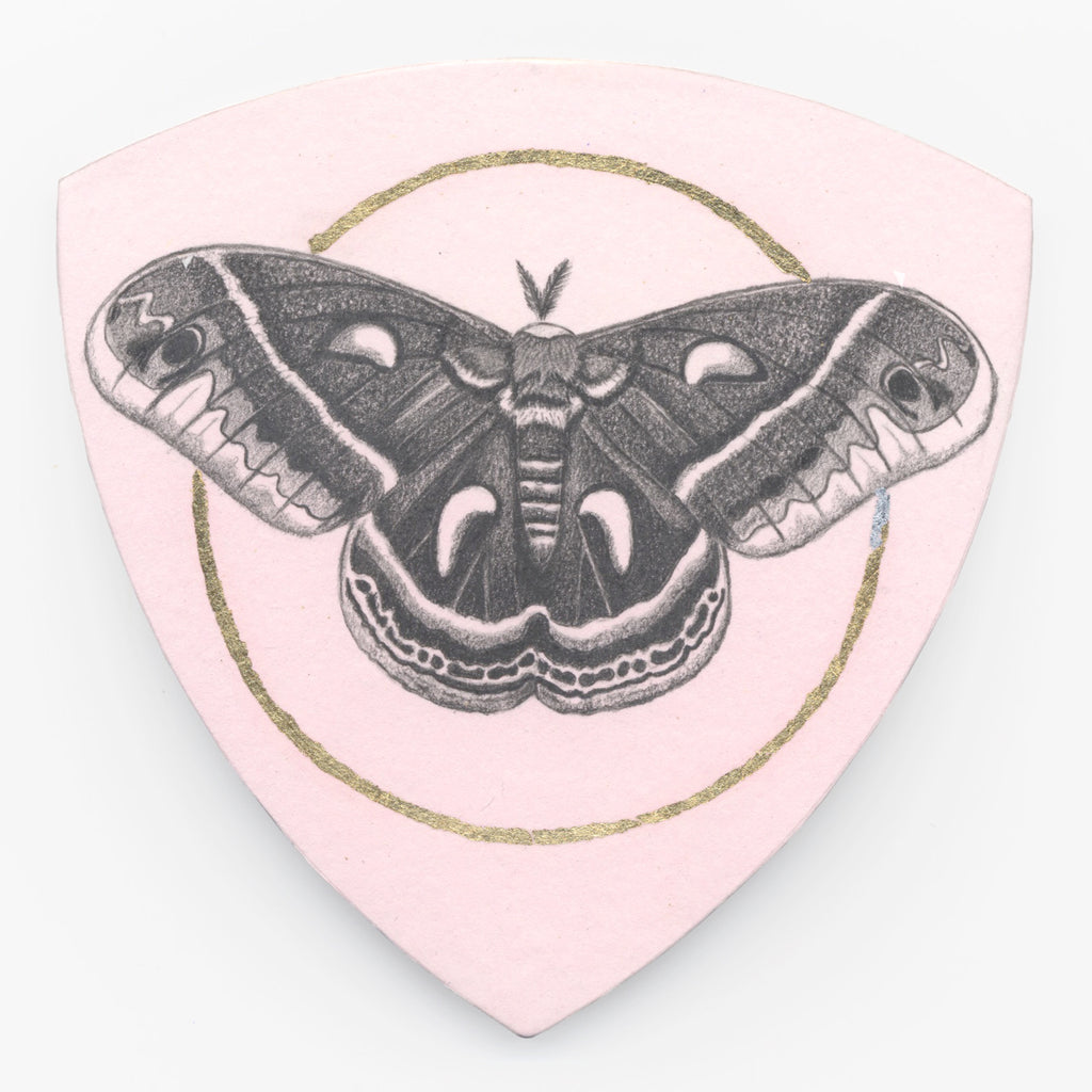 Silk moth by Gillian Buckley