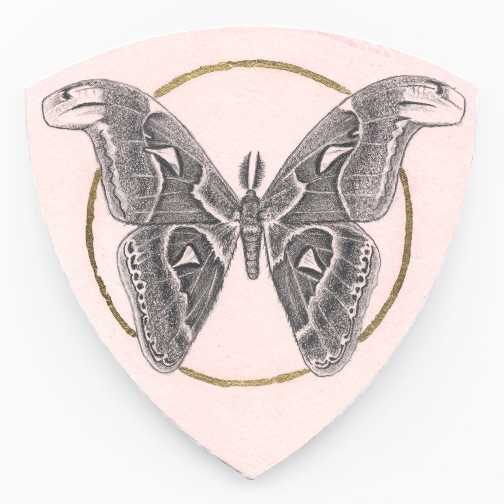 Atlas moth by Gillian Buckley