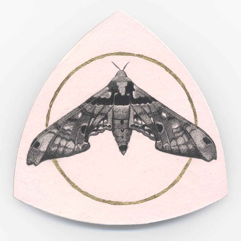 The unknown moth by Gillian Buckley