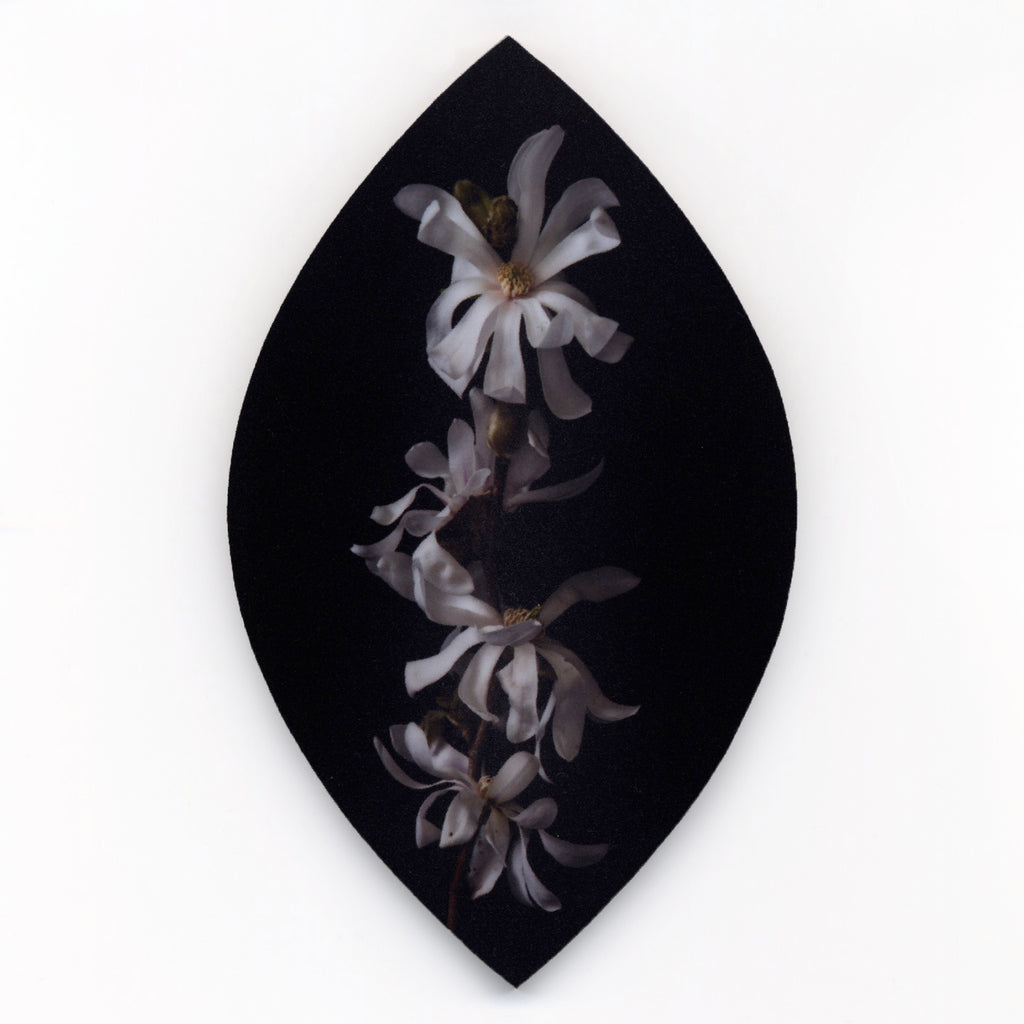4. Japanese Star Magnolia by Helen Bankers