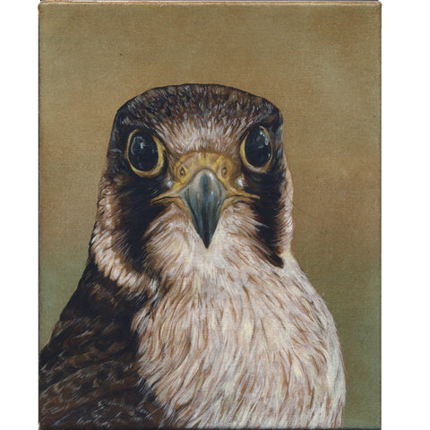 Hawk by John Appleton