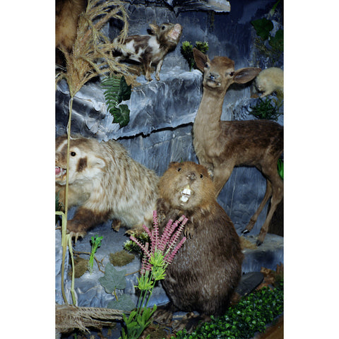 Taxidermy Choir, Clinton by Natasha Cantwell