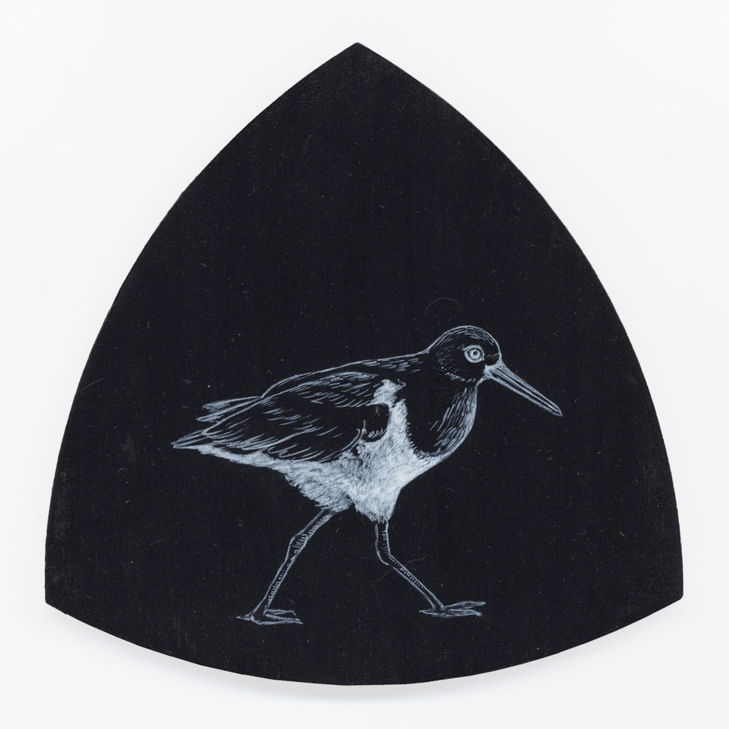 Variable oystercatcher Torea-pango by Tabatha Forbes