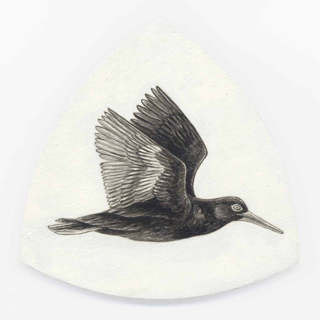 Variable oystercatcher Torea-pango by Tabatha Forbes
