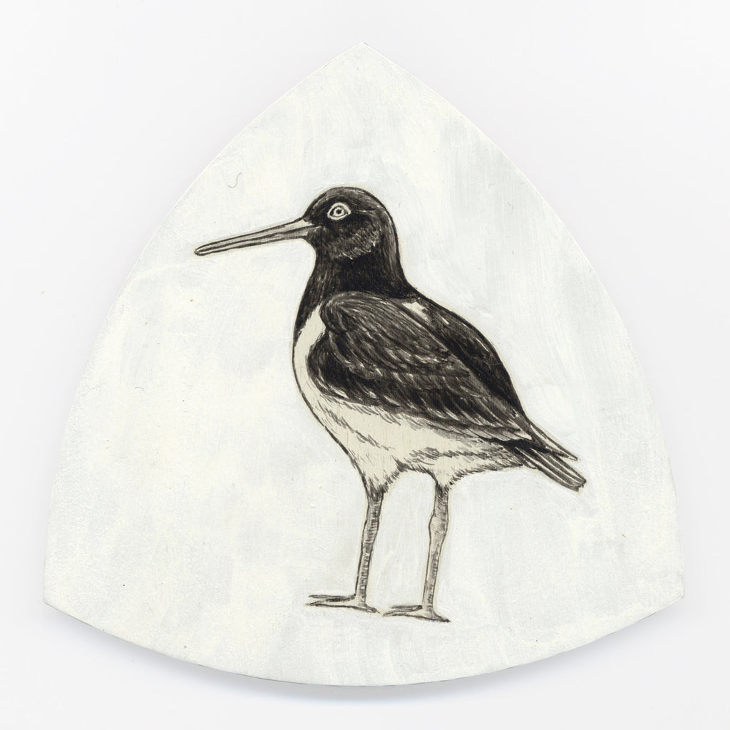 Variable oystercatcher Torea-pango by Tabatha Forbes