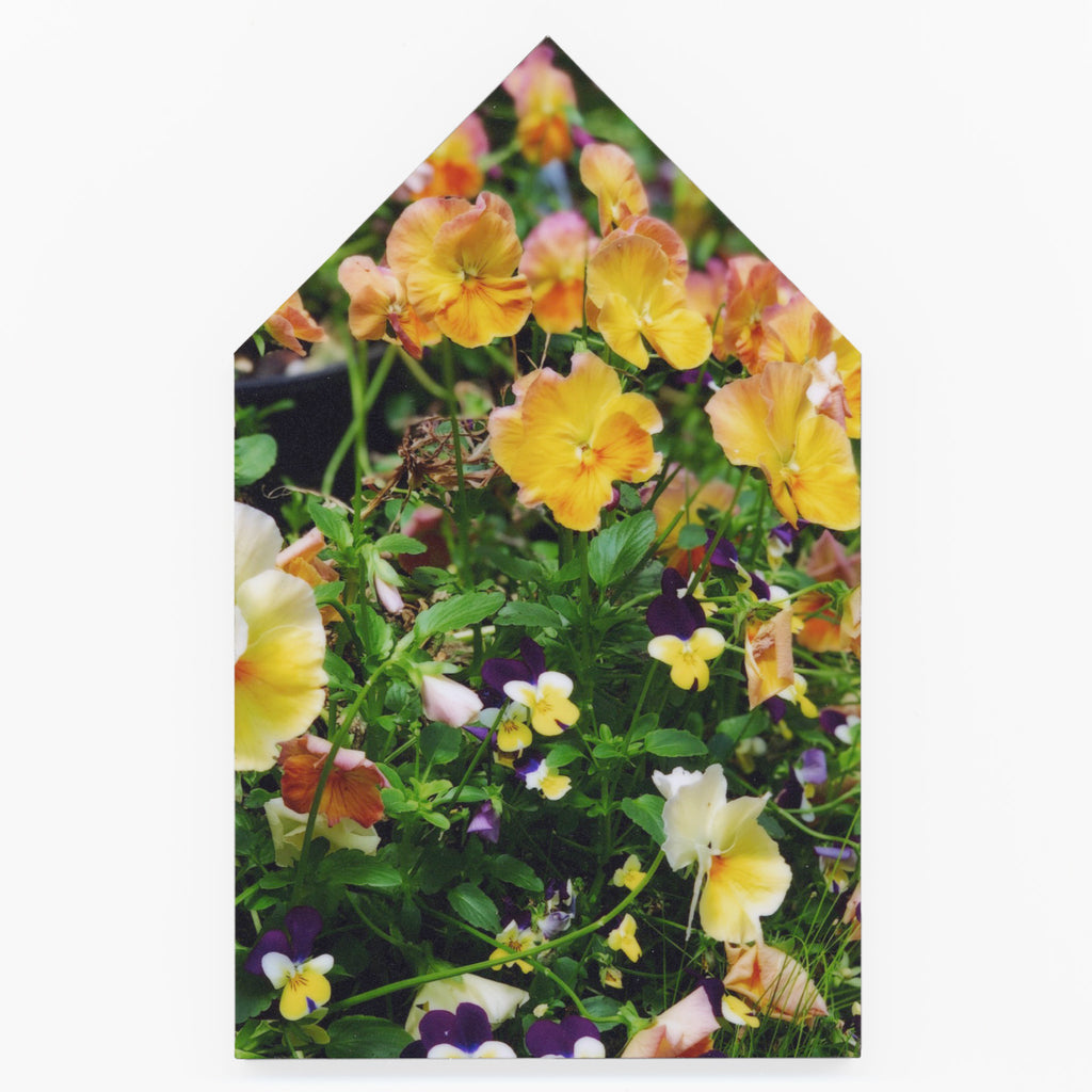 In Bloom by Helen Bankers