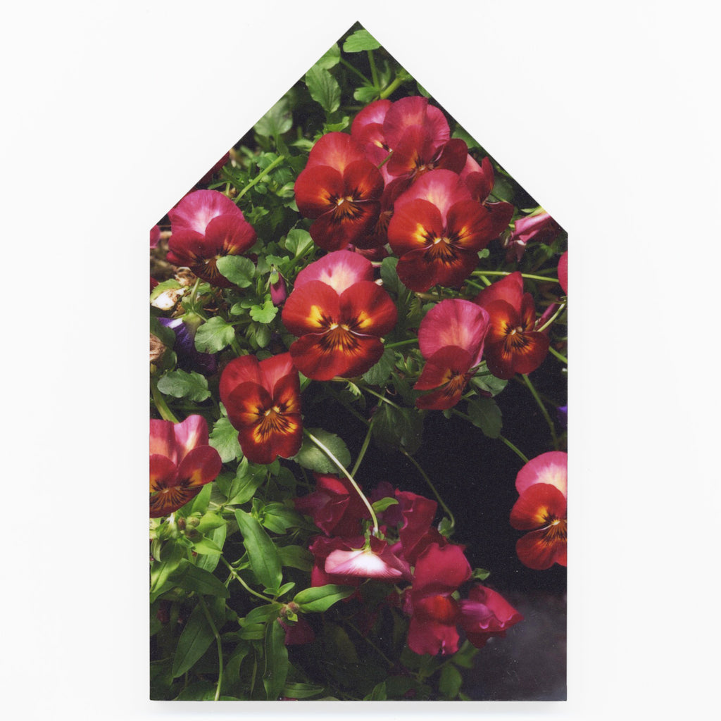 In Bloom by Helen Bankers