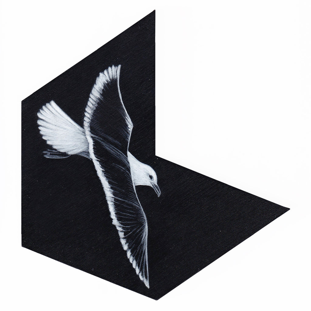 Black-back gull 6 by Tabatha Forbes