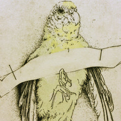budgie smuggler by Ben Reid