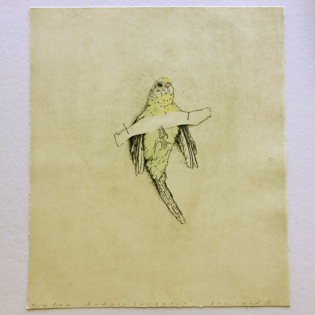budgie smuggler by Ben Reid