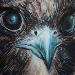 Grand hawk by John Appleton