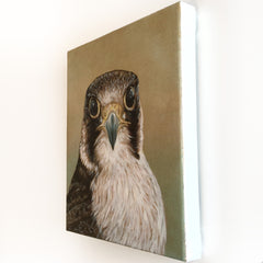 Hawk by John Appleton