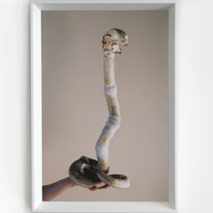 Cobra (framed) by Natasha Cantwell