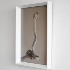 Cobra (framed) by Natasha Cantwell