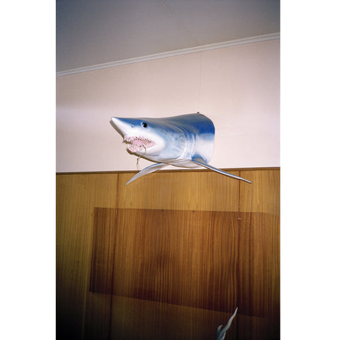 Shark, Clinton by Natasha Cantwell
