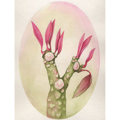 Knuckle / Frangipani by Tabatha Forbes