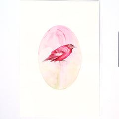 Stumpy / Pirate Bird by Tabatha Forbes