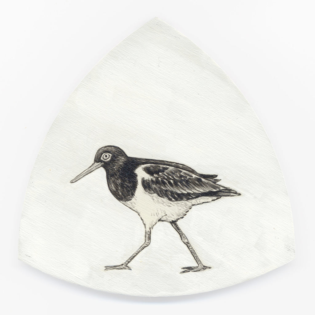 Variable oystercatcher Torea-pango by Tabatha Forbes