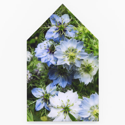 In Bloom by Helen Bankers