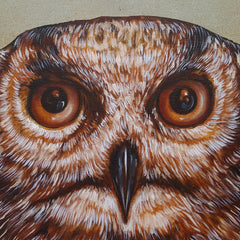 Owl by John Appleton