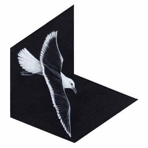 Black-back gull 6 by Tabatha Forbes