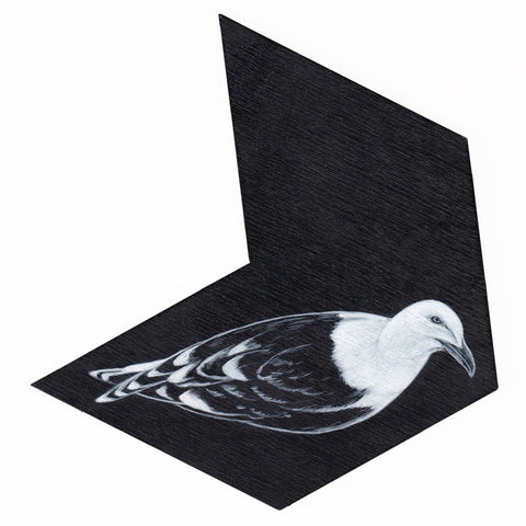 Black-back gull 7 by Tabatha Forbes