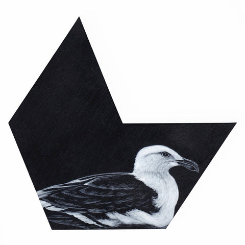 Black-back gull 8 by Tabatha Forbes